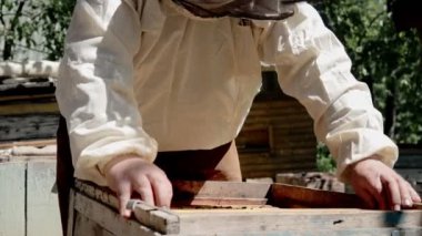 Koruyucu kıyafetli arı yetiştiricisi arı kovanında bal petekleriyle çalışır. Kırsalda arıcılık. Organik tarım.