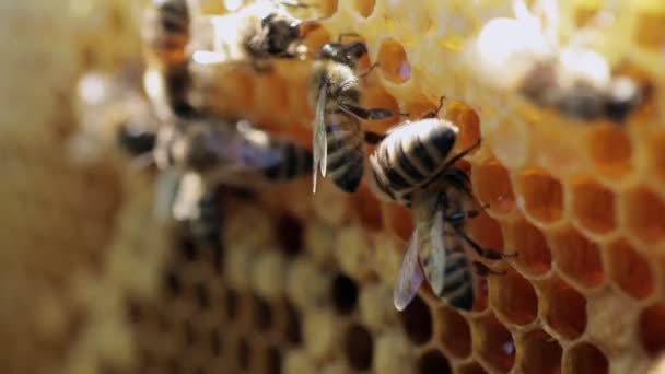 Honeycombs Many Working Bees Production Natural Honey Honey Bees Apiculture — Stock Video