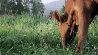 A young small red calf is grazing in a meadow. Agriculture. Cattle breeding.