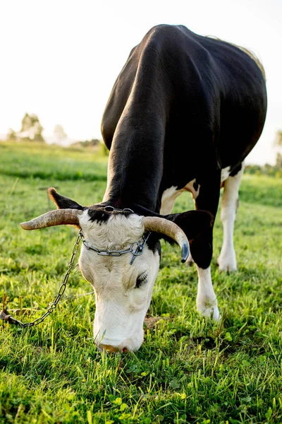牧草地に黒白の牛が放牧されている 家畜の角だ ホームファーム — ストック写真