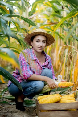 Female farmer holding fresh organic corn cobs in corn field. Crop care concept.