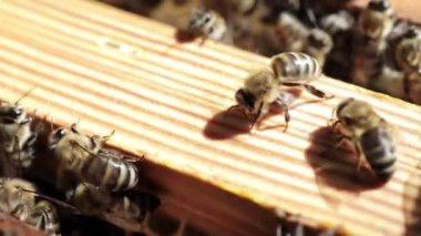 Honeycombs and many working bees. Production of natural honey. Honey bees. Apiculture.