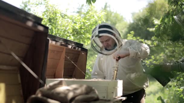 Pszczelarz Kombinezonie Ochronnym Pracuje Plastrami Miodu Pasiece Pszczelarstwo Wsi Rolnictwo — Wideo stockowe