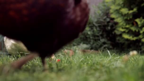 Tavuklar Bahçedeki Çiftlikte Yeşil Çimenleri Gagalıyorlar Kırsal Ekonomi — Stok video