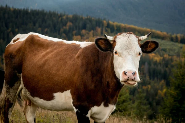 山の牧草地で牛のクローズアップ 健康的な牛の放牧 — ストック写真