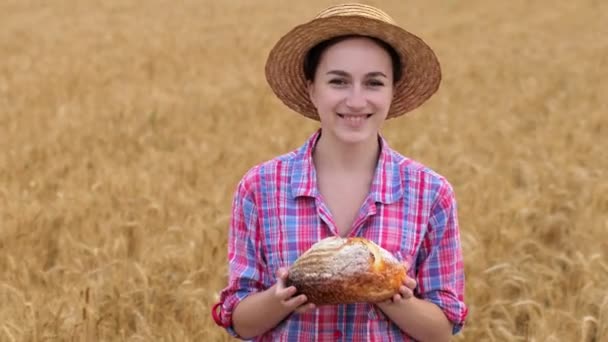 Farmer Wheat Field Wheat Harvest Season Ukraine Golden Ears Corn — 비디오