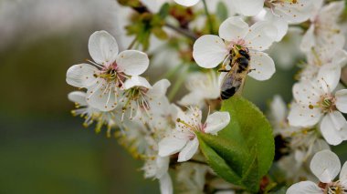 Bal arısı çiçek açan bahar ağacının tozlaşmasını sağlıyor. Makro.