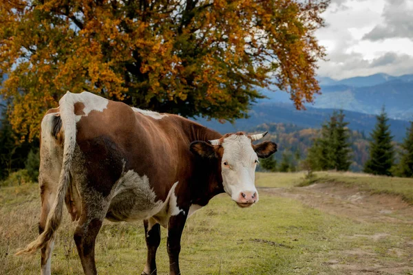 山の牧草地で牛のクローズアップ 健康的な牛の放牧 — ストック写真