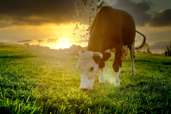 Black White Cow Grazing Eating Blades Grass Green Pasture Sunset — ストック写真