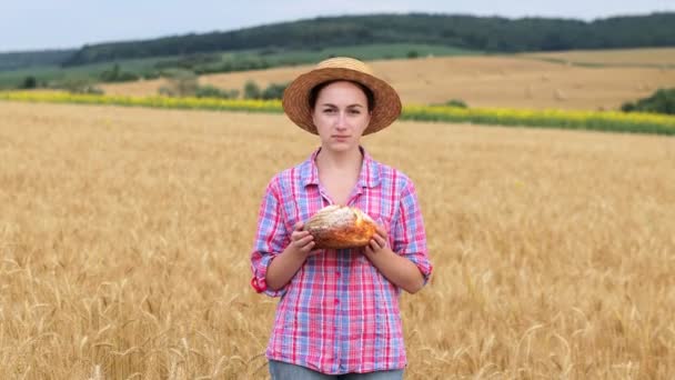 Farmer Wheat Field Wheat Harvest Season Ukraine Golden Ears Corn — 图库视频影像