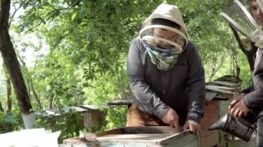 Asistanı olan arıcı arılarla dolu bal peteklerini inceliyor. Arı yetiştiricisi bal peteği çerçevesini arıda tutuyor..