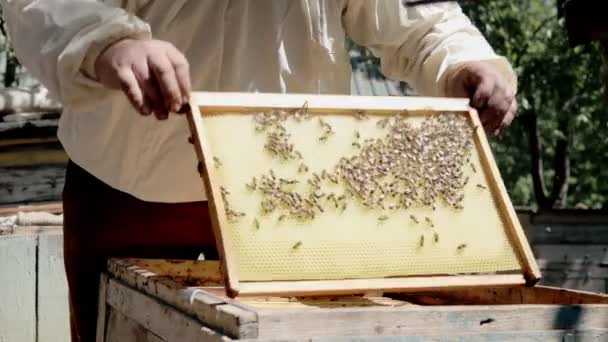 Biodlaren Skyddsdräkt Arbetar Med Honungskakor Bikupa Biodling Landsbygden Ekologiskt Jordbruk — Stockvideo