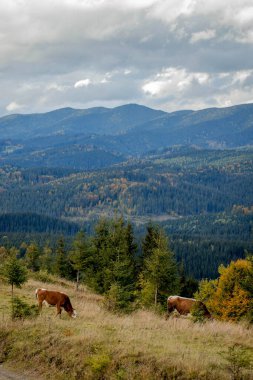 Cow with a calf grazes on a meadow in the mountains near the forest. Beautiful autumn landscape