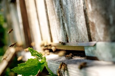 Bal arıları ahşap kovanın yanında uçar. İşçi arılar. Görüntü.