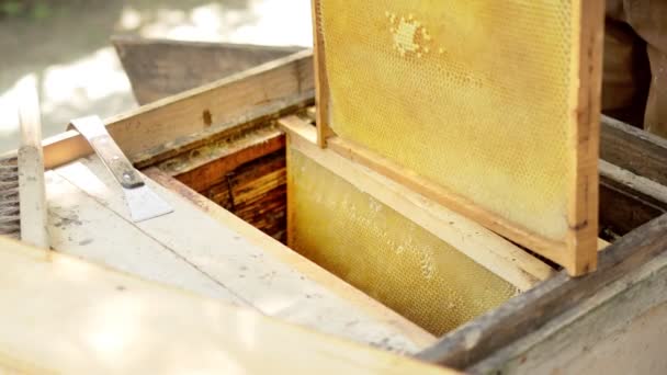 Careful Beekeeper Removes Honeycombs Bees Inspection Experienced Beekeeper Concept Beekeeping — Stock Video