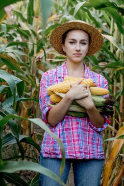 Female farmer holding fresh organic corn cobs in corn field. Crop care concept.
