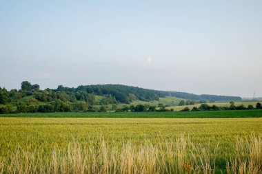 Yeşil, taze buğday tarlası. Yeşil arpa kulakları. Gelecek hasat.