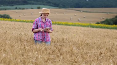 Buğday tarlasında tablet bilgisayarlı beyaz tenli teknoloji uzmanı kadın tarım için ürün kalitesini ve büyümesini kontrol ediyor. Tarım ve hasat kavramı