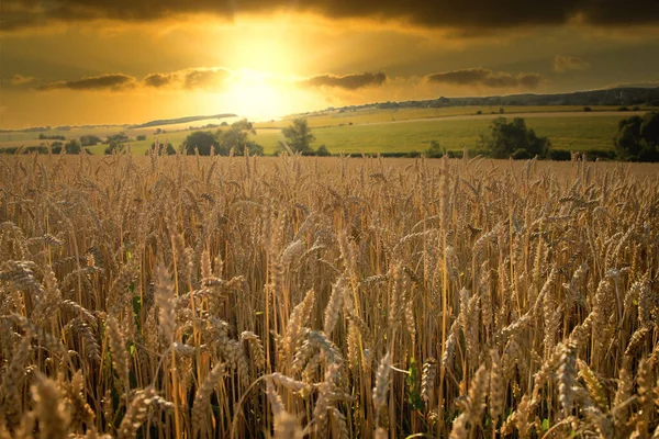 Sunset Rye Field Golden Ears Cloudy Sky Wheat Golden Field — Fotografia de Stock