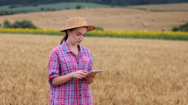 Buğday tarlasında tablet bilgisayarlı beyaz tenli teknoloji uzmanı kadın tarım için ürün kalitesini ve büyümesini kontrol ediyor. Tarım ve hasat kavramı