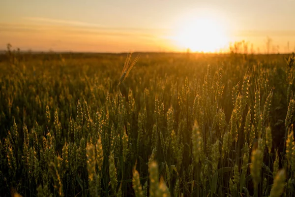 Зелені Вуха Пшениці Заході Сонця Незрілий Урожай Сільське Господарство Вирощування — стокове фото