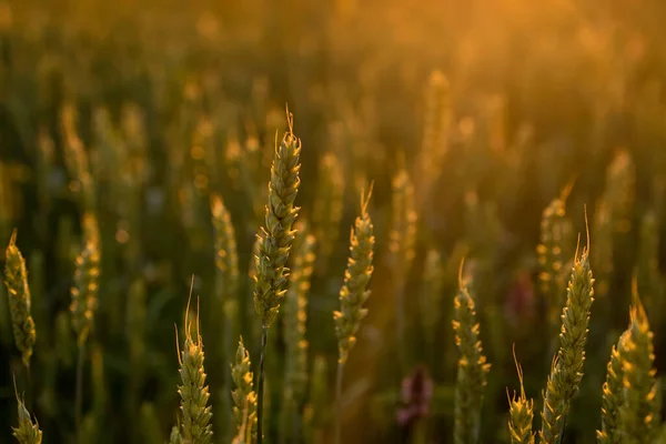 Solnedgång Ett Grönt Vetefält Framtida Skörd Ett Majsfält — Stockfoto