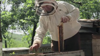 Dikkatli bir arı yetiştiricisi arılarla bal peteğini kontrol için kaldırır. Tecrübeli arı yetiştiricisi. Arıcılık kavramı.