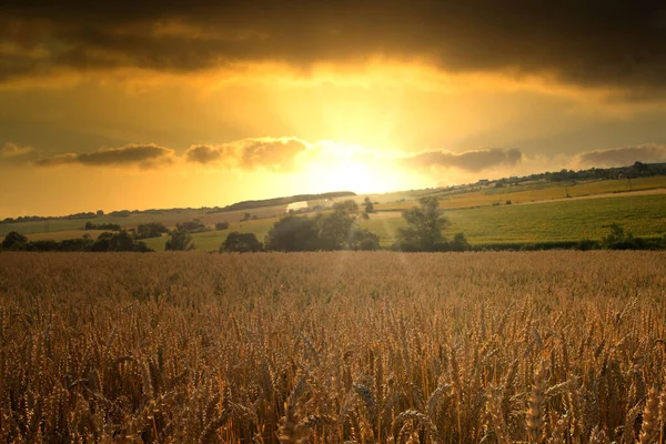 Pôr Sol Sobre Campo Centeio Com Orelhas Douradas Céu Nublado — Fotografia de Stock