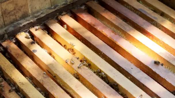 Honeycombs Many Working Bees Production Natural Honey Honey Bees Apiculture — Stock Video