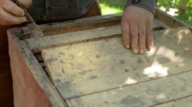 Arı yetiştiricisi kovanı açar ve arılara bakar. Kırsalda arıcılık. Organik tarım.