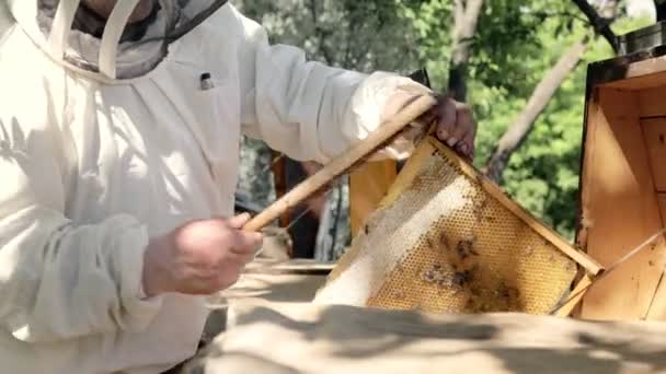 保護スーツの養蜂家は ハニカムで動作します ミツバチのスーツを着た農家は スイカズラと一緒に食事をします 田舎で養蜂してる 有機農業 — ストック動画