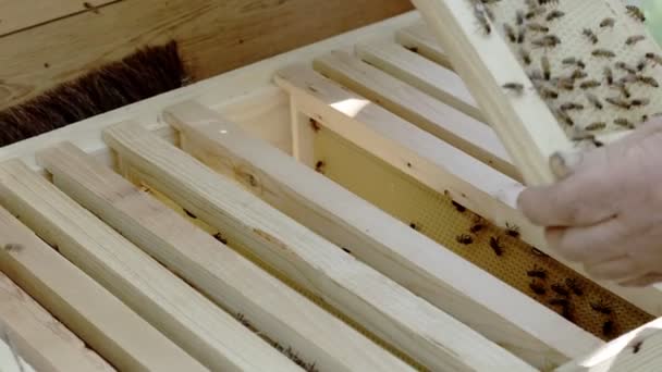 Dikkatli Bir Arı Yetiştiricisi Arılarla Bal Peteğini Kontrol Için Kaldırır — Stok video