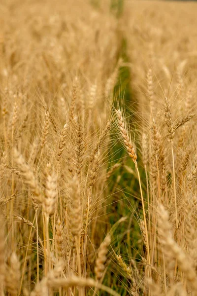 Güneşli Bir Günde Altın Buğday Tarlası Büyük Hasat Verimli Tohum — Stok fotoğraf