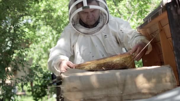 一个细心的养蜂人把蜂窝和蜜蜂一起取出来检查 经验丰富的养蜂人养蜂业的概念 — 图库视频影像