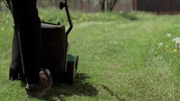Close Van Gele Paardebloem Met Geneeskrachtige Werking Grasgroene Weide Zomer — Stockvideo