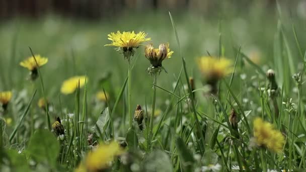 黄蒲公英的特写 在青草地上有药效 夏季概念 — 图库视频影像