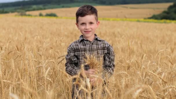 Kleiner Junge Mit Weizen Auf Dem Feld — Stockvideo