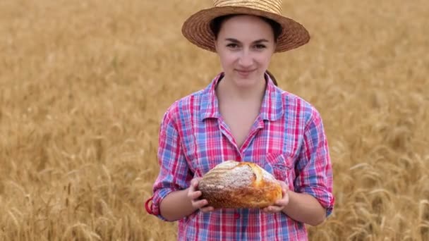 Farmer Wheat Field Wheat Harvest Season Ukraine Golden Ears Corn — стоковое видео