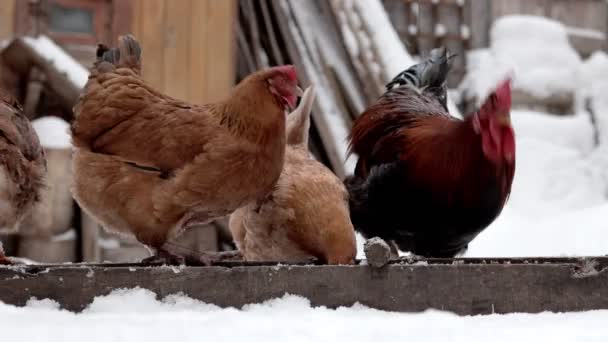 冬になると 茶色の鶏とロースターが庭で食べます 雪の中のペット チキンファーム 冬の日に多くの鶏が屋外を歩いている農村の家禽農場 冬の庭に美しい置く鶏 — ストック動画