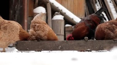 Kışın, kahverengi tavuklar ve bir horoz bahçede yemek yerler. Karda evcil hayvanlar. Tavuk çiftliği. Kırsal kümes hayvanları çiftliği. Kış günü bir sürü tavuk dışarıda yürüyor. Kışın bahçeye serilmiş güzel tavuklar.