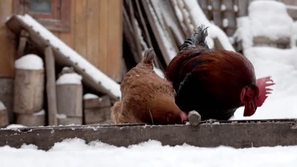 Invierno Pollos Marrones Gallo Comen Patio Mascotas Nieve Granja Pollos — Vídeos de Stock