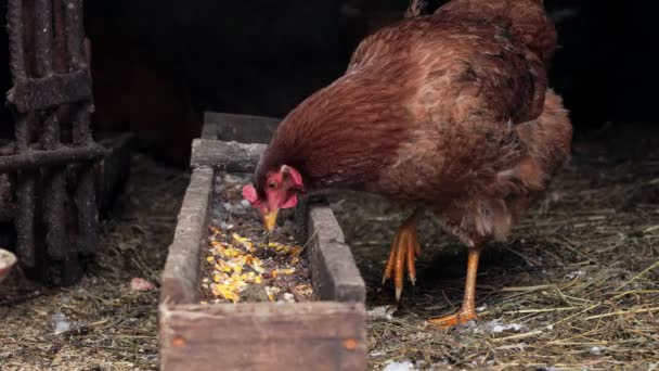 Kippen Een Kippenhok Eten Gebarsten Maïs Met Kip Feeder — Stockvideo