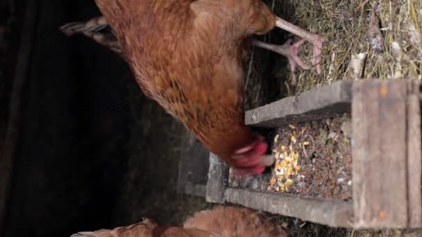 Tavuk Kümesinde Tavuklar Tavuk Yemliğiyle Patlamış Mısır Yiyor — Stok video