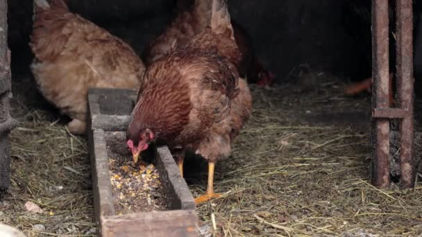Tavuk Kümesinde Tavuklar Tavuk Yemliğiyle Patlamış Mısır Yiyor — Stok video