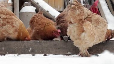 Kışın, kahverengi tavuklar ve bir horoz bahçede yemek yerler. Karda evcil hayvanlar. Tavuk çiftliği. Kırsal kümes hayvanları çiftliği. Kış günü bir sürü tavuk dışarıda yürüyor. Kışın bahçeye serilmiş güzel tavuklar..