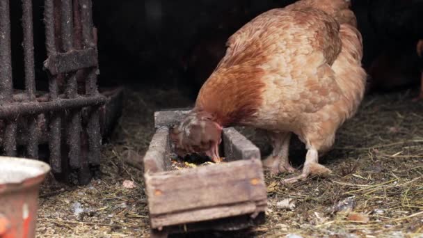 鶏小屋の鶏がチキンフィーダーで割れたトウモロコシを食べる — ストック動画