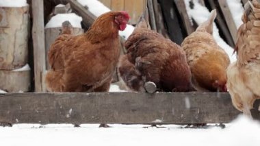 Kışın, kahverengi tavuklar ve bir horoz bahçede yemek yerler. Karda evcil hayvanlar. Tavuk çiftliği. Kırsal kümes hayvanları çiftliği. Kış günü bir sürü tavuk dışarıda yürüyor. Kışın bahçeye serilmiş güzel tavuklar.