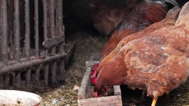 닭고기 둥지에서 닭고기 피더와 옥수수를 — 비디오