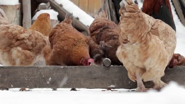 Hühnerfarm Landwirtschaftlicher Hühnerstall Mit Vielen Hühnern Die Einem Wintertag Draußen — Stockvideo