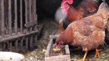 Tavuk kümesinde tavuklar tavuk yemliğiyle patlamış mısır yiyor..